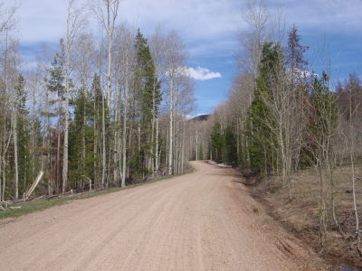 The pre-budding stage of Aspen among the Ponderosa's.